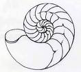 Den logaritmiska spiralen (Fibonaccispiralen) hos en snäcka är kopplad till gyllene snittet